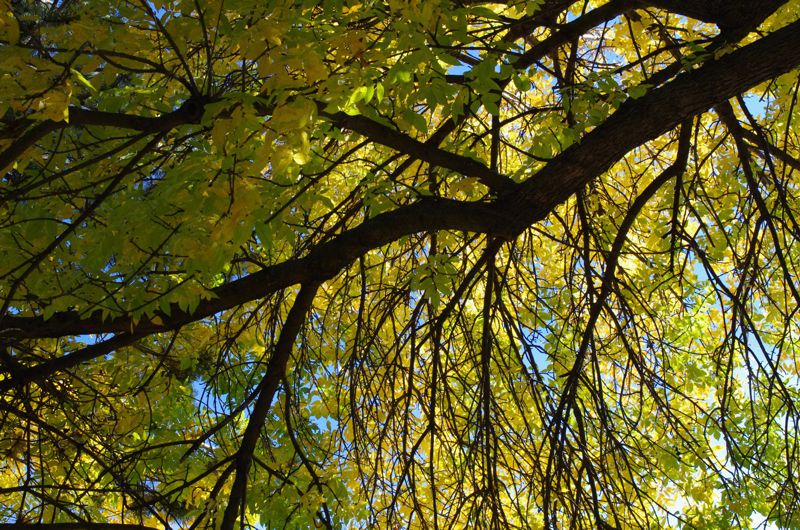 Close up look at a branch siloutte against the sky — explore Kink therapy services