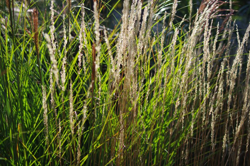Closeup view of grassland — explore Relationships and CNM therapy services