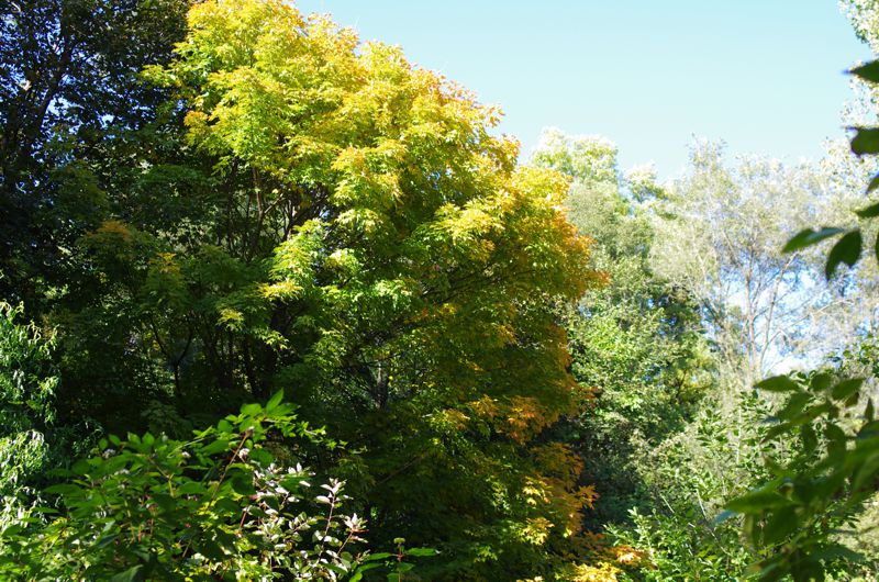 An open forest canopy — explore 2SLGBTQQAI+ therapy services