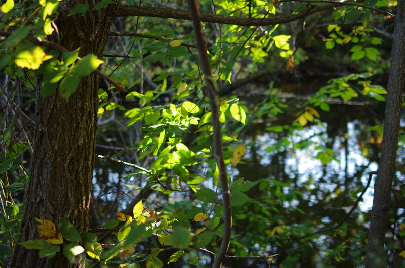 A still pond in a forest — explore Stress, Balance, Self-esteem services