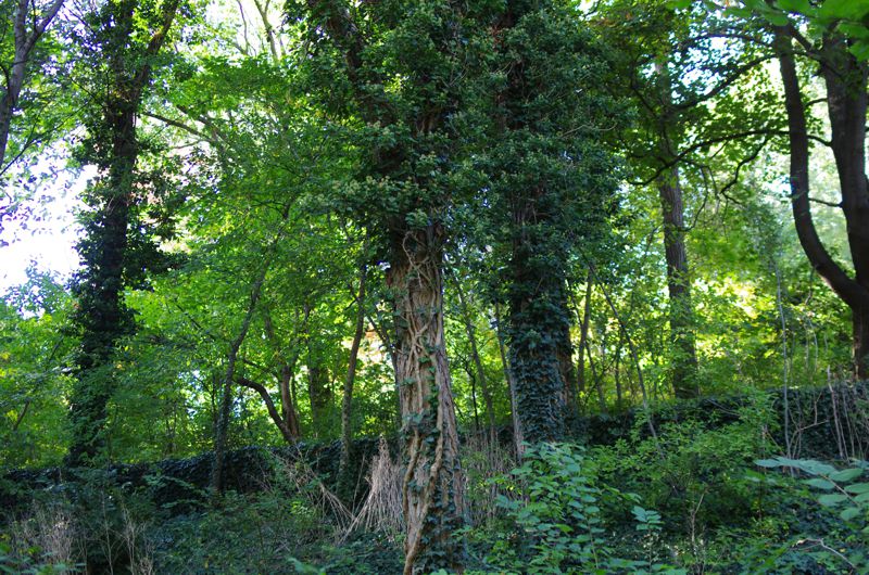 A lush forest — explore ADHD therapy services