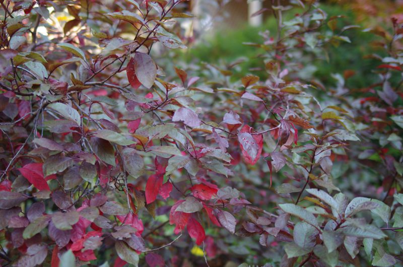 Kink therapy - close up view of red leaves in a park